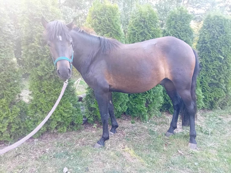 Hutsul Caballo castrado 2 años 133 cm Morcillo in Zalesie Górne