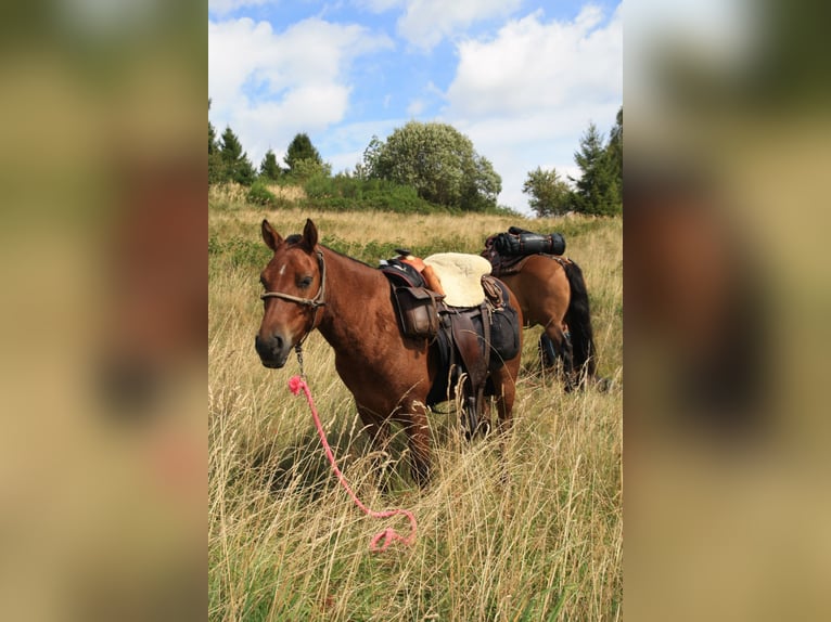 Hutsul Mestizo Caballo castrado 3 años 130 cm Castaño in Zywiec