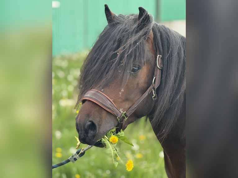 Hutsul Caballo castrado 3 años 140 cm Castaño rojizo in Kąty