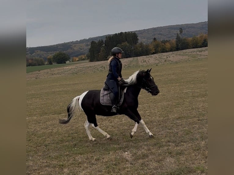 Hutsul Caballo castrado 3 años 140 cm Pío in Westerheim