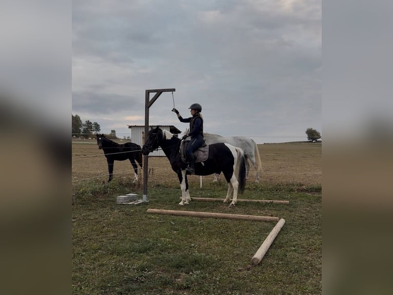 Hutsul Caballo castrado 3 años 140 cm Pío in Westerheim