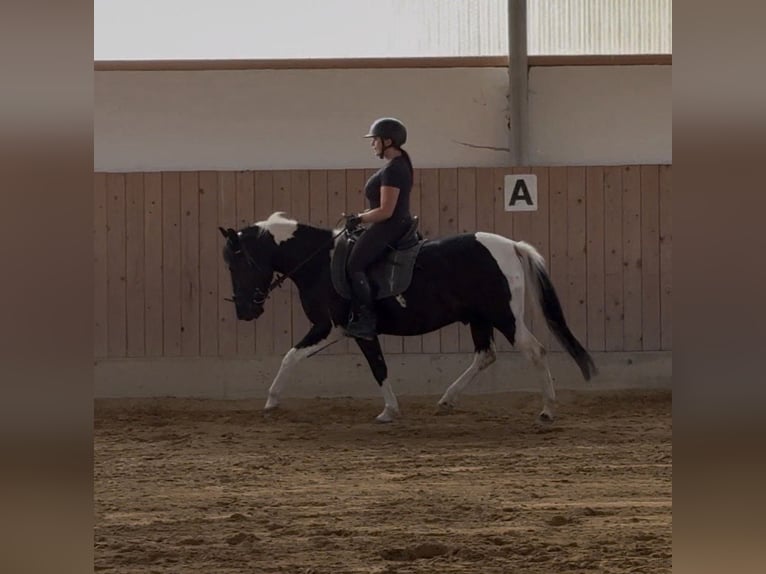 Hutsul Caballo castrado 3 años 140 cm Pío in Westerheim