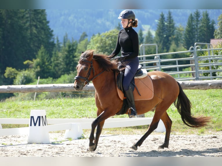 Hutsul Caballo castrado 3 años 143 cm Bayo in Ramsau