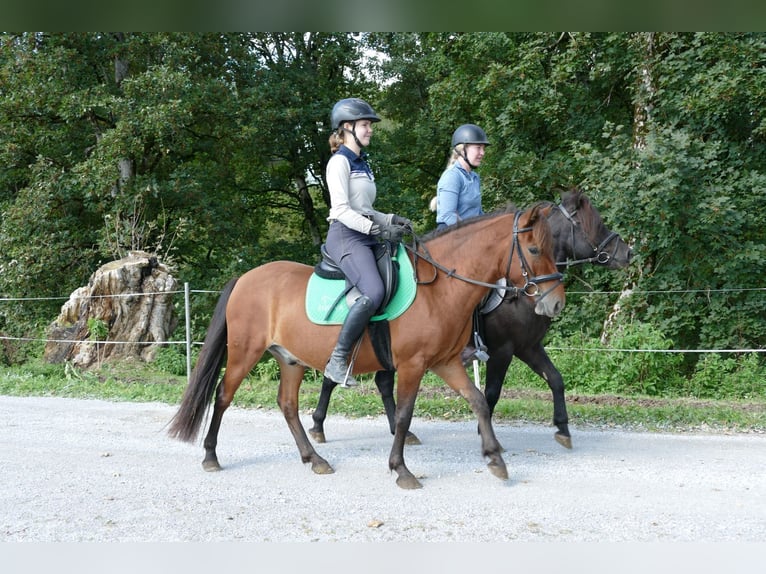 Hutsul Caballo castrado 3 años 143 cm Bayo in Ramsau