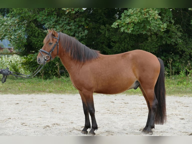 Hutsul Caballo castrado 3 años 143 cm Bayo in Ramsau