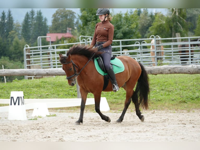 Hutsul Caballo castrado 3 años 143 cm Bayo in Ramsau