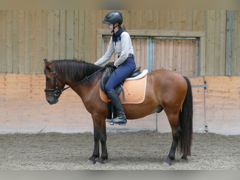 Hutsul Caballo castrado 3 años 143 cm Bayo in Ramsau