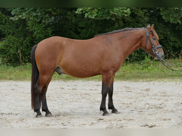 Hutsul Caballo castrado 3 años 143 cm Bayo in Ramsau