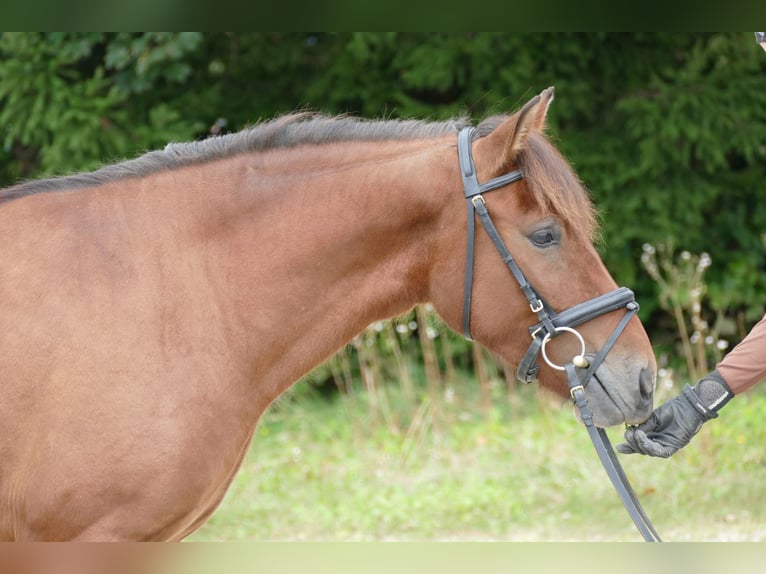 Hutsul Caballo castrado 3 años 143 cm Bayo in Ramsau