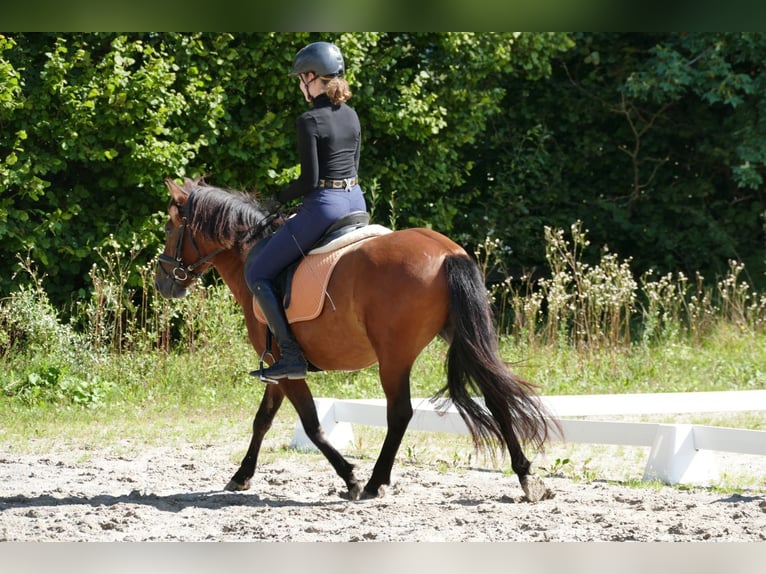 Hutsul Caballo castrado 3 años 143 cm Bayo in Ramsau