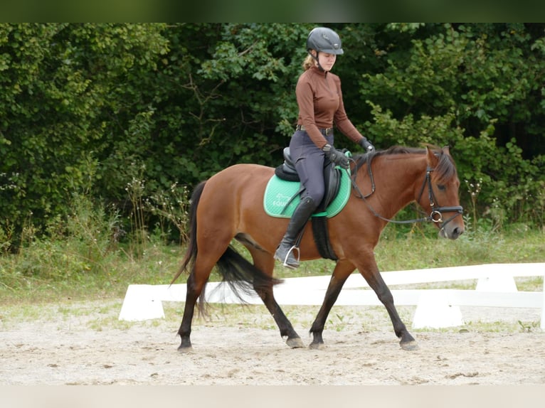 Hutsul Caballo castrado 3 años 143 cm Bayo in Ramsau