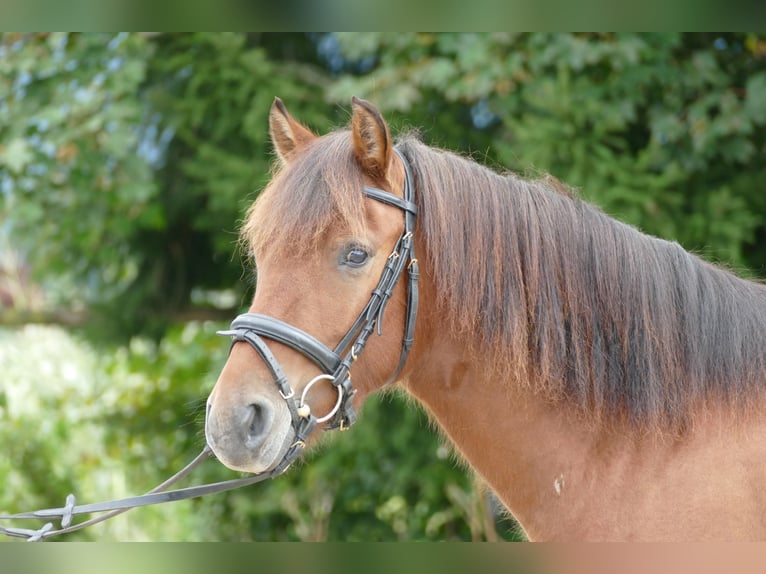 Hutsul Caballo castrado 3 años 143 cm Bayo in Ramsau