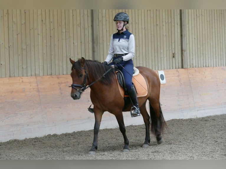 Hutsul Caballo castrado 3 años 143 cm Bayo in Ramsau