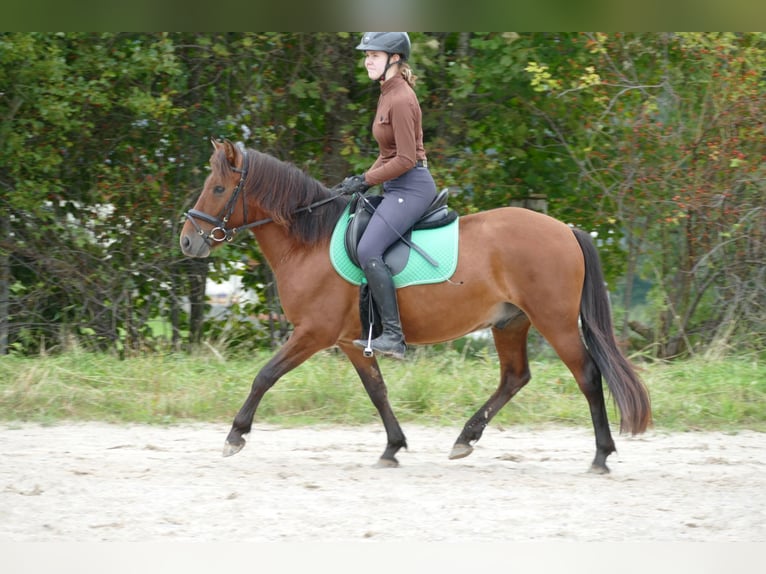 Hutsul Caballo castrado 3 años 143 cm Bayo in Ramsau