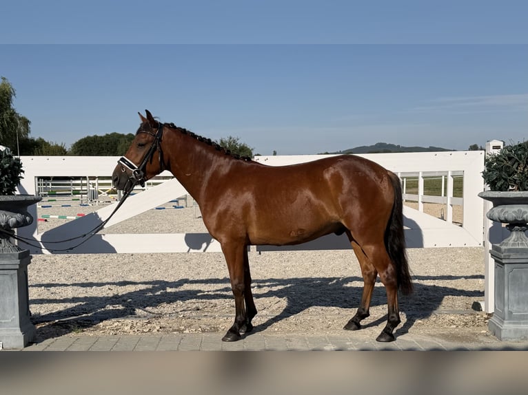 Hutsul Caballo castrado 3 años 143 cm Castaño in Riedlingen