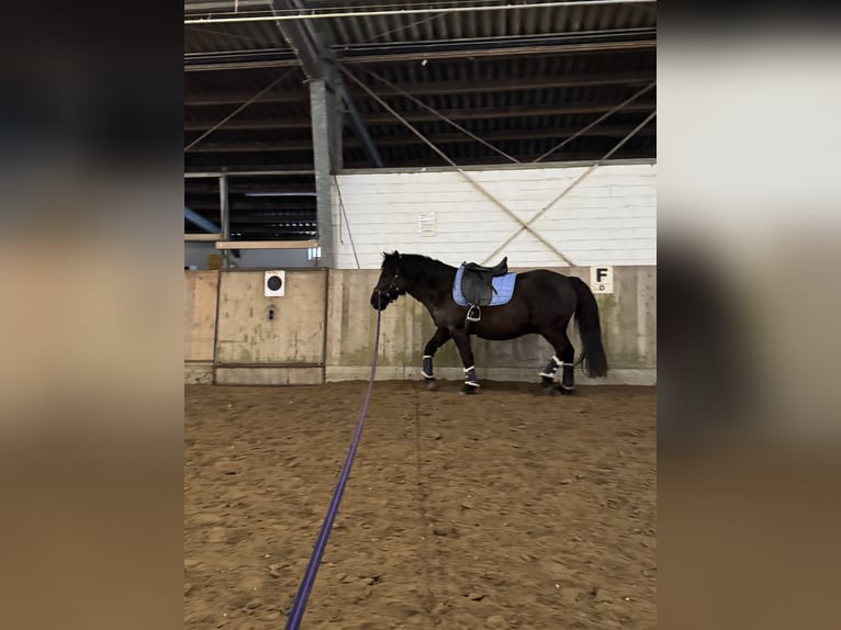 Hutsul Caballo castrado 3 años 144 cm Negro in BromeBrome