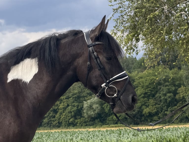 Hutsul Caballo castrado 3 años 144 cm Pío in Riedlingen