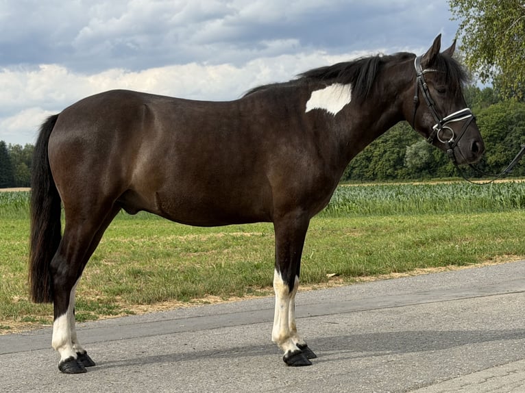 Hutsul Caballo castrado 3 años 144 cm Pío in Riedlingen