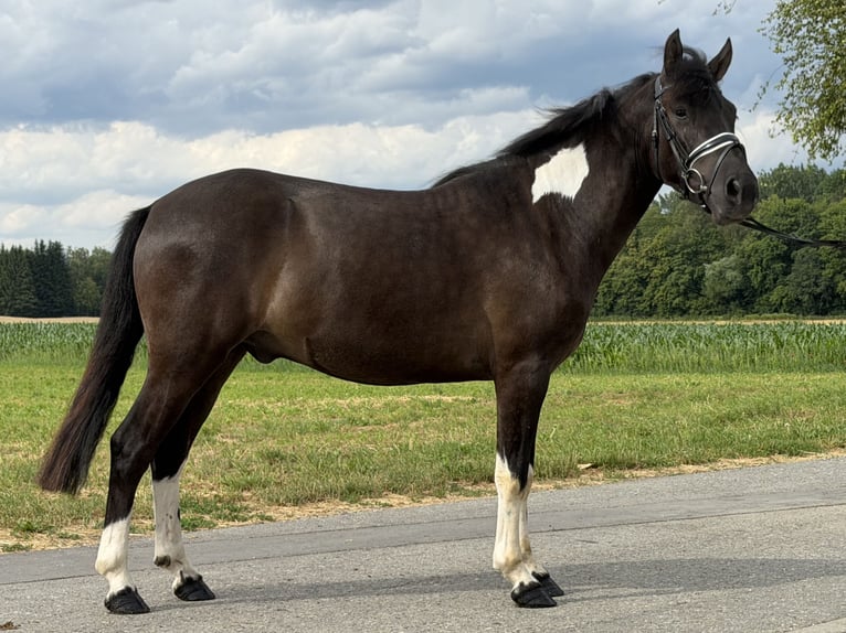Hutsul Caballo castrado 3 años 144 cm Pío in Riedlingen