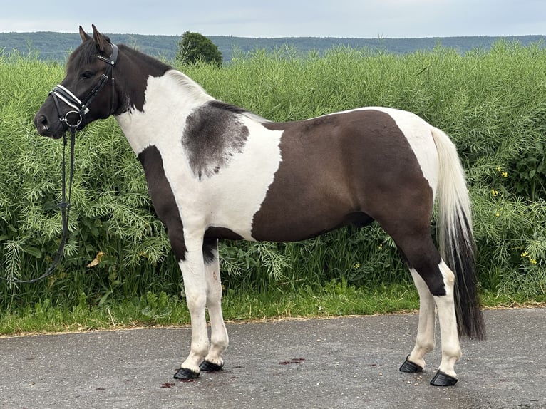 Hutsul Caballo castrado 3 años 144 cm Pío in Riedlingen