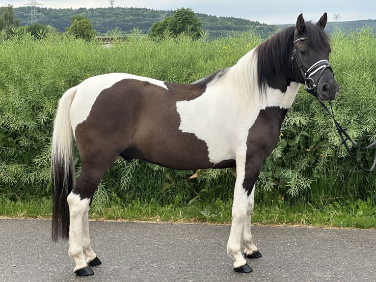 Hutsul Caballo castrado 3 años 144 cm Pío in Riedlingen