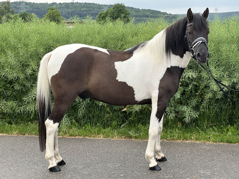 Hutsul Caballo castrado 3 años 144 cm Pío in Riedlingen