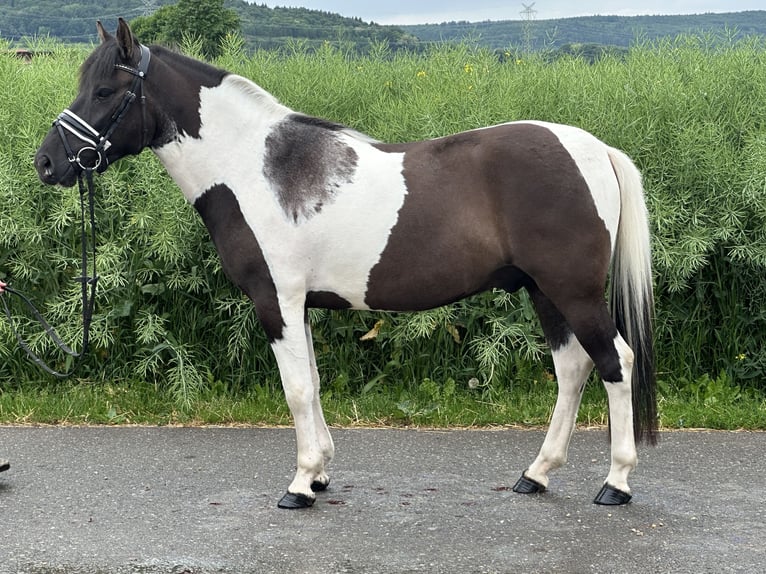 Hutsul Caballo castrado 3 años 144 cm Pío in Riedlingen