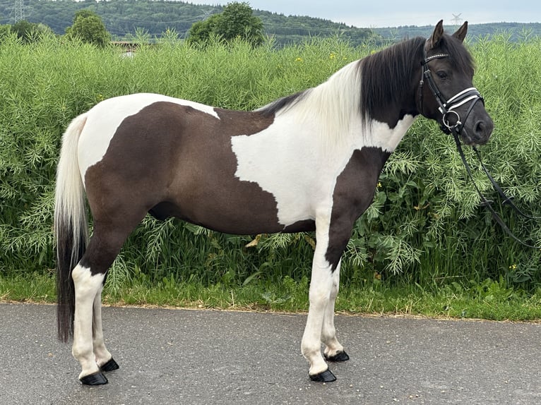 Hutsul Caballo castrado 3 años 144 cm Pío in Riedlingen