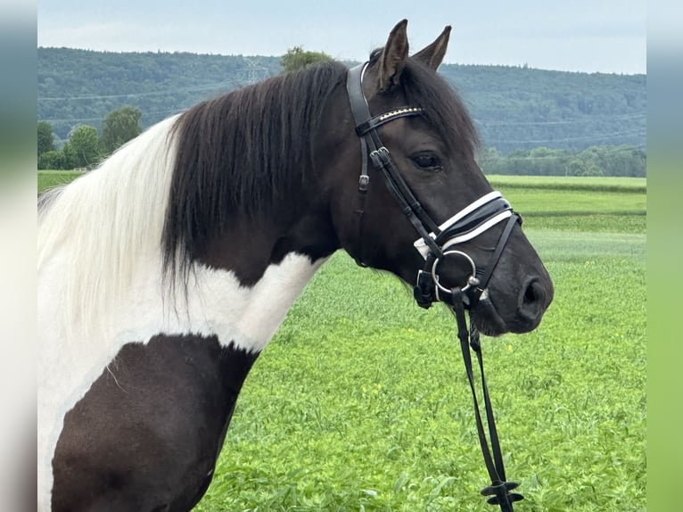 Hutsul Caballo castrado 3 años 144 cm Pío in Riedlingen