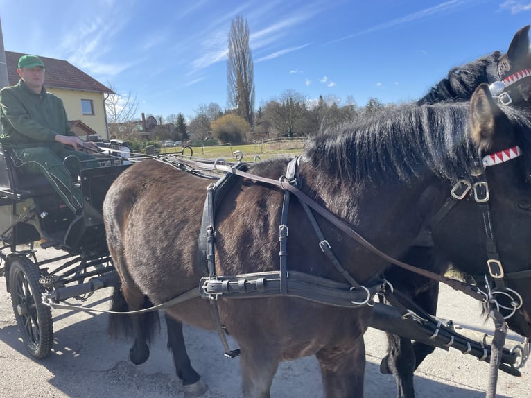 Hutsul Caballo castrado 3 años 145 cm Castaño oscuro in Zwickau
