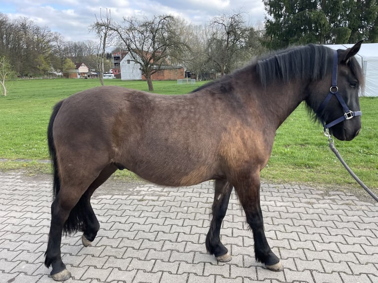 Hutsul Caballo castrado 3 años 145 cm Castaño oscuro in Zwickau
