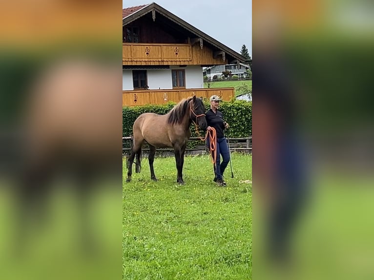 Hutsul Caballo castrado 4 años 137 cm Bayo in Dietramszell