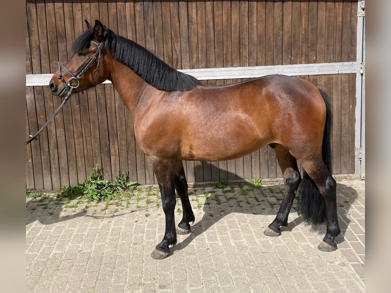 Hutsul Caballo castrado 4 años 138 cm Castaño in M&#xFC;lheim an der Ruhr