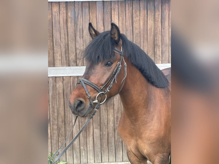 Hutsul Caballo castrado 4 años 138 cm Castaño in M&#xFC;lheim an der Ruhr