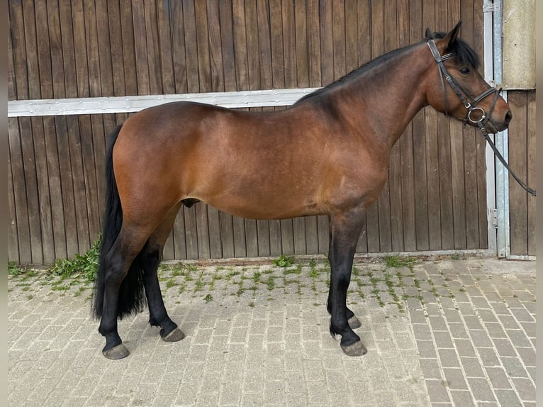 Hutsul Caballo castrado 4 años 138 cm Castaño in M&#xFC;lheim an der Ruhr
