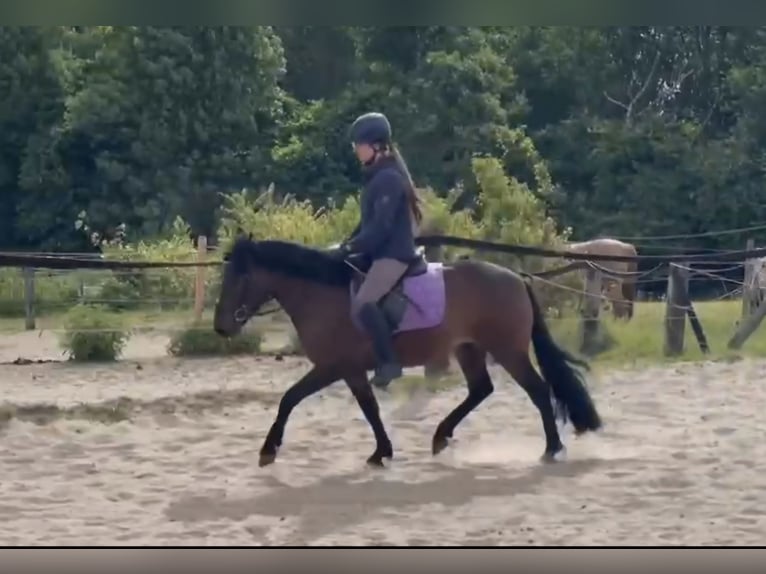 Hutsul Caballo castrado 4 años 138 cm Castaño in M&#xFC;lheim an der Ruhr