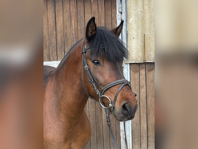 Hutsul Caballo castrado 4 años 138 cm Castaño in M&#xFC;lheim an der Ruhr