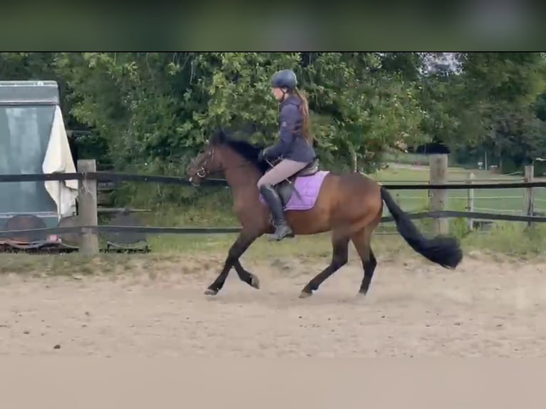Hutsul Caballo castrado 4 años 138 cm Castaño in M&#xFC;lheim an der Ruhr