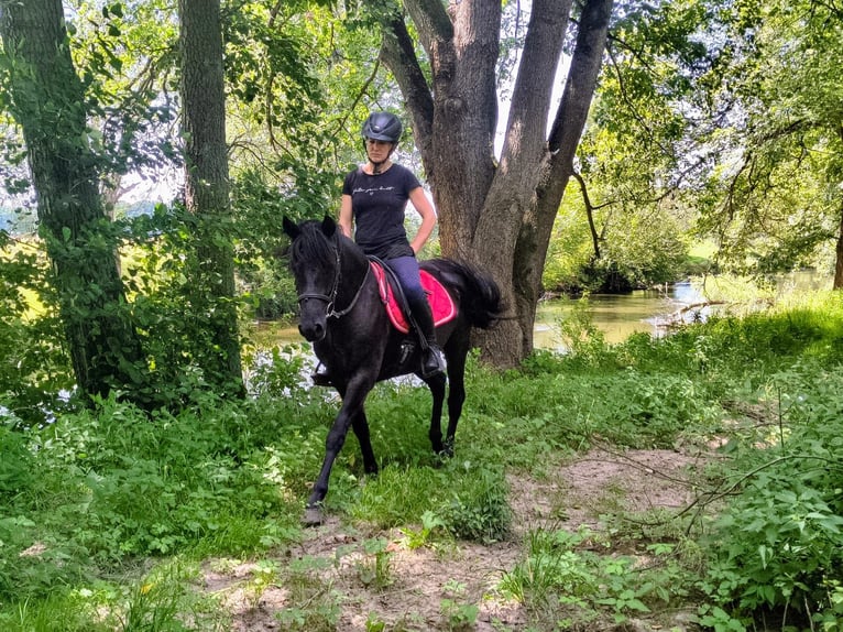 Hutsul Caballo castrado 4 años 138 cm Negro in Görlitz
