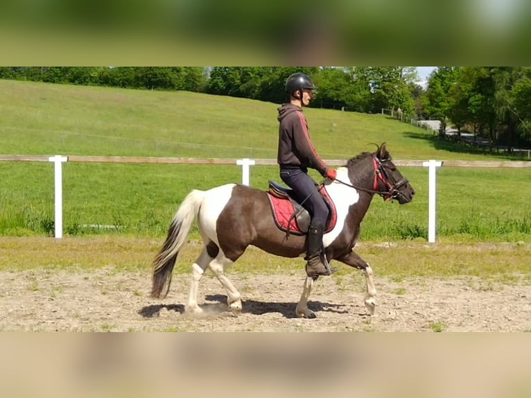 Hutsul Caballo castrado 4 años 138 cm Pío in Kamenz