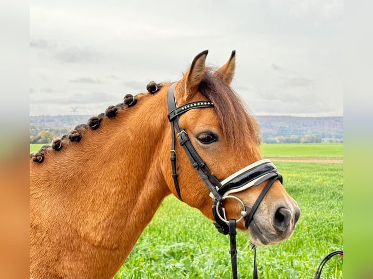 Hutsul Caballo castrado 4 años 138 cm Pío in Riedlingen