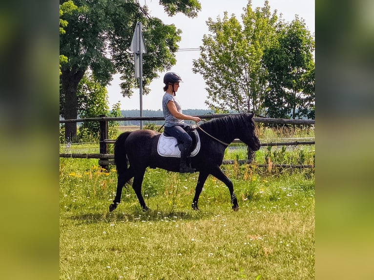 Hutsul Caballo castrado 4 años 138 cm Ruano azulado in Leszno Dolne