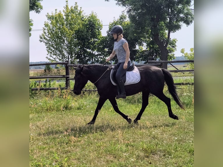 Hutsul Caballo castrado 4 años 138 cm Ruano azulado in Leszno Dolne