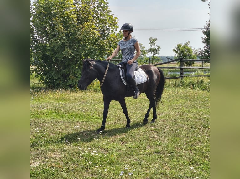 Hutsul Caballo castrado 4 años 138 cm Ruano azulado in Leszno Dolne