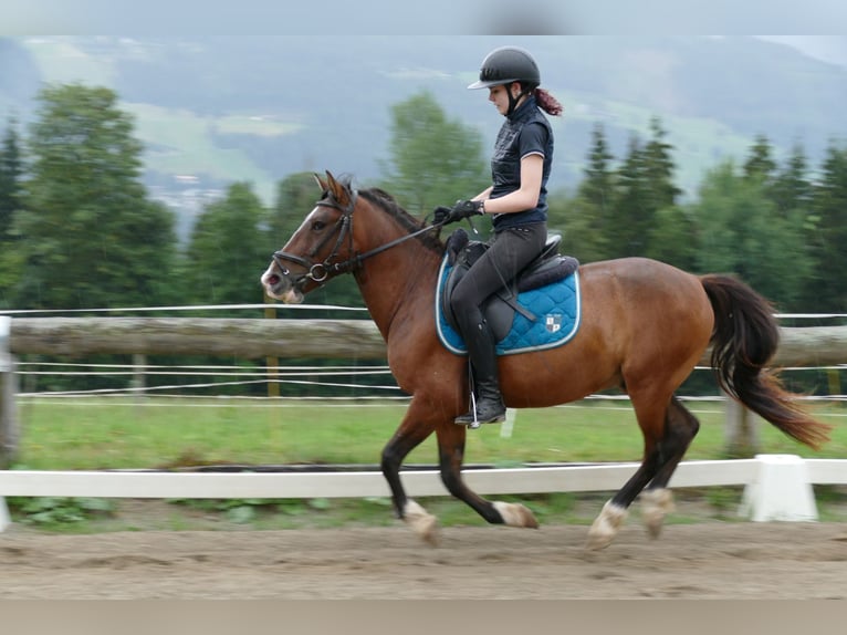 Hutsul Caballo castrado 4 años 143 cm Bayo in Ramsau am Dachstein