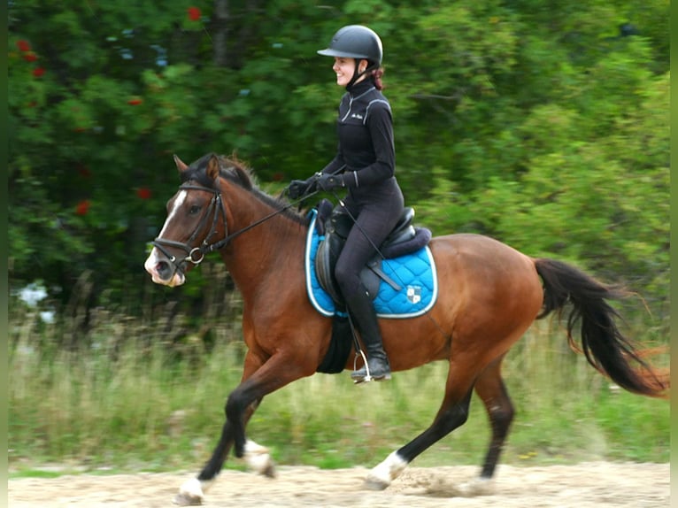 Hutsul Caballo castrado 4 años 143 cm Bayo in Ramsau am Dachstein