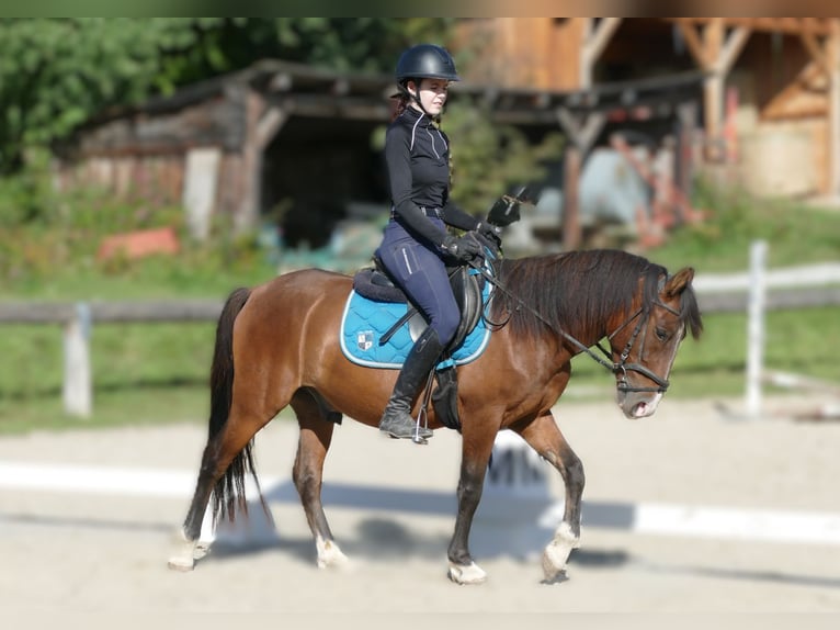 Hutsul Caballo castrado 4 años 143 cm Bayo in Ramsau am Dachstein