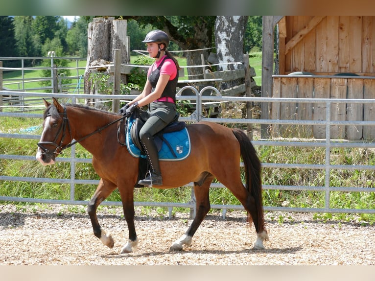 Hutsul Caballo castrado 4 años 143 cm Bayo in Ramsau am Dachstein