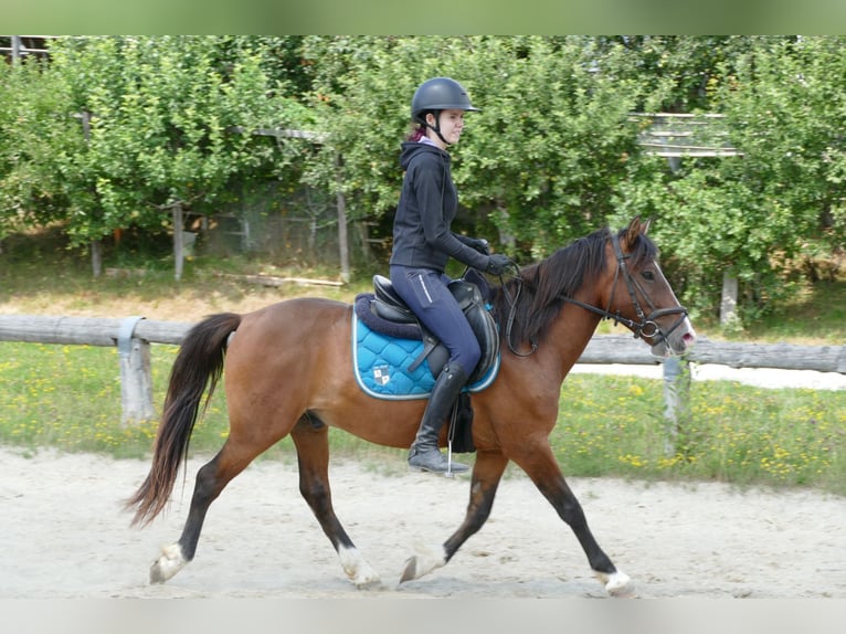 Hutsul Caballo castrado 4 años 143 cm Bayo in Ramsau am Dachstein