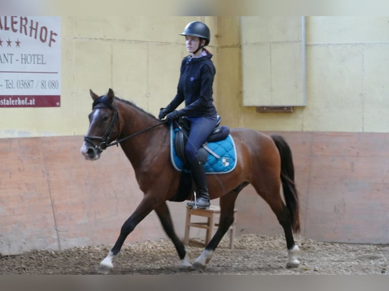 Hutsul Caballo castrado 4 años 143 cm Bayo in Ramsau am Dachstein
